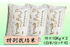特別栽培米★精米30kg（白米/5分/7分ツキ可）【ミルキークイーン】 玄米は別に出品　　白米 [№5644-7075]1360