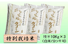 特別栽培米★精米30kg（白米/5分/7分ツキ可）【ミルキークイーン】 玄米は別に出品　　5分ヅキ [№5644-7077]1360