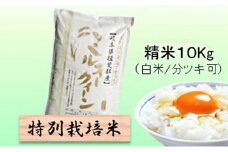 特別栽培米★精米10kg（白米/5分/7分ツキ可）【ミルキークイーン】 玄米は別に出品　　白米 [№5644-7087]1377