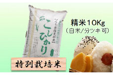 特別栽培米★精米10kg（白米/5分/7分ツキ可）【コシヒカリ】 玄米は別に出品　　白米 [№5644-7090]1378