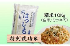 特別栽培米★精米10kg（白米/5分/7分ツキ可）【ハツシモ】 玄米は別に出品　　白米 [№5644-7096]1380
