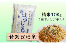 特別栽培米★精米10kg（白米/5分/7分ツキ可）【ハツシモ】 玄米は別に出品　　5分ヅキ [№5644-7098]1380