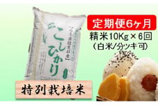 特別栽培米★[定期便] 6カ月★毎月 精米10kg（白米/7分/5分ツキ可）【コシヒカリ】　玄米は別に出品 お米 令和7年産 王様 モチモチ 艶 食感 バランス 安心 安全 美味しい  [№5644-1160]
