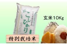 【令和7年産】特別栽培米 10kg【玄米】（コシヒカリ） [№5644-1574]