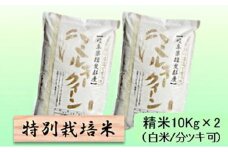 【令和7年産】特別栽培米 20kg【白米､7分ツキ】（ミルキークイーン）白米 [№5644-7107]