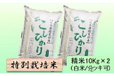 【令和7年産】特別栽培米 20kg【白米､7分ツキ】（コシヒカリ）7分ツキ [№5644-7110]