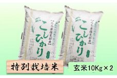 【令和7年産】特別栽培米 20kg【玄米】（コシヒカリ） [№5644-1582]