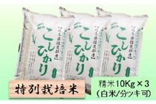 【令和7年産】特別栽培米 30kg【白米､7分ツキ】（コシヒカリ）白米 [№5644-7117]