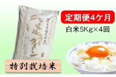 定期便4カ月【令和7年産】特別栽培米5kg【白米】(ミルキークイーン) 米 お米 白米 コメ ご飯 定期 岐阜県 池田町 [№5644-1595]