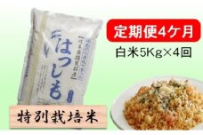 定期便4カ月【令和7年産】特別栽培米5kg【白米】(ハツシモ) 米 お米 白米 コメ ご飯 定期 岐阜県 池田町 [№5644-1598]