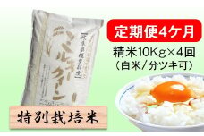 定期便4カ月【令和7年産】特別栽培米10kg（白米/7分/5分ツキ可）【白米】(ミルキークイーン) 米 お米 白米 コメ ご飯 定期 岐阜県 池田町 [№5644-1599]