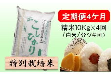 定期便4カ月【令和7年産】特別栽培米10kg（白米/7分/5分ツキ可）【白米】(コシヒカリ) 米 お米 白米 コメ ご飯 定期 岐阜県 池田町 [№5644-1600]