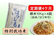 定期便4カ月【令和7年産】特別栽培米10kg（白米/7分/5分ツキ可）【白米】(ハツシモ) 米 お米 白米 コメ ご飯 定期 岐阜県 池田町 [№5644-1602]