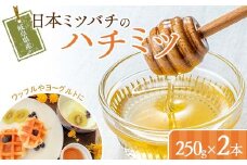 岐阜県産 日本ミツバチのハチミツ 250g 2本セット はちみつ ハチミツ 蜂蜜 日本ミツバチ 二ホンミツバチ 無添加 岐阜県 坂祝町 F6M-273