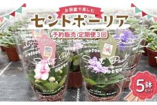 お部屋で楽しむセントポーリア5鉢セット（予約販売 定期便3回 2025年11月スタート） 花 はな 栽培 インテリア 岐阜県 坂祝町 さかほぎ F6M-296