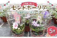お部屋で楽しむセントポーリア5鉢セット（定期便3回 2025年11月スタート） 花 はな 栽培 インテリア 岐阜県 坂祝町 さかほぎ F6M-298