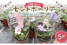 お部屋で楽しむセントポーリア5鉢セット（定期便3回 2026年2月スタート） 花 はな 栽培 インテリア 岐阜県 坂祝町 さかほぎ F6M-301