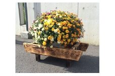 【37007】富加町産木曽杉ＢＯＸ（大）