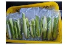 【（予約販売）期間・数量限定】川辺町産マコモタケ（※2024年10月初旬～配送開始）│ まこも マコモ まこもたけ まこもだけ マコモダケ 真菰筍 旬 野菜