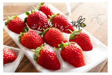 【期間限定】完熟ぶんぶんいちご 約230g×2パック 紅ほっぺ いちご イチゴ 苺 フルーツ 果物 くだもの ポリネーション 日本ミツバチ 苺 白川町 / 千空農園 [AWAR002]