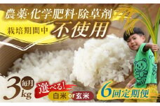 【6回定期便】源流育ち お山のお米 3kg 白米 玄米 選べる 国産 岐阜 白川町 / Sunpo [AWBC012]