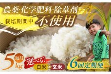 【6回定期便】源流育ち お山のお米 5kg 白米 玄米 選べる 国産 岐阜 白川町 / Sunpo [AWBC014]
