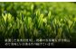 定期便 本格 高級茶セット 化粧箱入り お茶 煎茶 白川茶 茶葉 ギフト 白川町