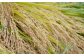 お米 米 玄米 ご飯 10kg 国産 岐阜県産 白川