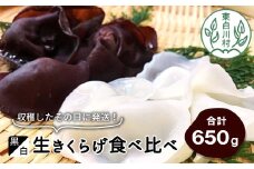 収穫したその日に発送！黒・白 生きくらげ食べ比べセット 合計650g きのこ 純国産 きくらげ 生きくらげ 白きくらげ 木耳 岐阜県産 10000円 一万円