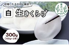 希少！杜の宝石 東白川村産 白い生きくらげ 300g 純国産 きのこ 生きくらげ きくらげ 白きくらげ 木耳 生 希少 高級 ビタミンD 食物繊維 10000円 一万円