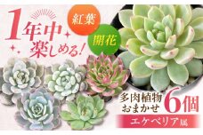 【選べる発送月】【11月】オールシーズン 楽しむ！ エケベリア6個セット / 多肉植物 観葉植物 寄せ植え 用 / 日本花キ流通 /御嵩町 [AVBK001-1]