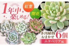 【選べる発送月】【1月】オールシーズン 楽しむ！ エケベリア6個セット / 多肉植物 観葉植物 寄せ植え 用 / 日本花キ流通 /御嵩町 [AVBK001-3]