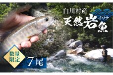 先行予約 6月以降順次発送 白川村産 天然岩魚 イワナ 7尾 15000円 [S803]