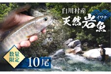 先行予約 6月以降順次発送 白川村産 天然岩魚 イワナ 10尾 20000円 [S804]