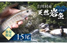 先行予約 6月以降順次発送 白川村産 天然岩魚 イワナ 15尾 30000円 [S805]