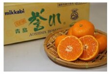 三ヶ日みかん　本貯蔵青島みかん「誉れ」【2026年3月以降順次発送】