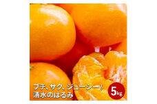 【2026年2月上旬より順次発送】プチ、サク、ジューシー！清水のはるみ 5kg 【配送不可：離島】◆