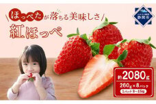 いちご 紅ほっぺ  8パック  果物 イチゴ 苺 国産 ギフト 贈答品 お祝い プレゼント フルーツ くだもの◆