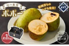 【2025年9月中旬頃より発送】ポポー 約1kg【受取日事前打合せ可能な方限定】【配送不可：離島】幻の果実 レア フルーツ ポポー 健康 美容 美肌 ファーム池の沢 静岡市◇