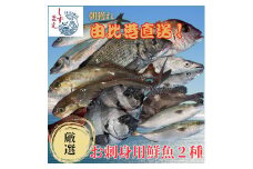 しずまえ！お刺身用鮮魚ボックス(厳選２種入り)■