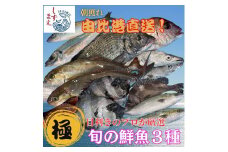 しずまえ！［極］鮮魚ボックス(厳選3種入り)■