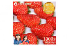 【2026年出荷の先行予約】【贈答用】 静岡県産いちご 紅ほっぺ 500g×2パック（1パック12～15粒）【配送不可：北海道・沖縄・離島】 冷蔵配送 苺 フルーツ◇