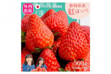 【先行予約受付中】【年内お届け！！】静岡県産いちご 紅ほっぺ 280g×2パック（1パック12～15粒） 冷蔵配送【配送不可：北海道・沖縄・離島】 苺 フルーツ◇