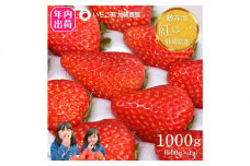 【先行予約受付中】【年内お届け！！贈答用】 静岡県産いちご 紅ほっぺ 500g×2パック（1パック12～15粒） 冷蔵配送【配送不可：北海道・沖縄・離島】 苺 フルーツ◇