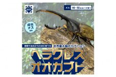ヘラクレスオオカブト大型オス（140-150mm）【配送不可：北海道・沖縄・離島（一部除く】