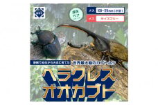（ペア）ヘラクレスオオカブト小型オス（100-120mm）&メス（サイズフリー）【配送不可：北海道・沖縄・離島（一部除く】□