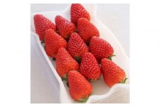 Sランク★静岡県産いちご 紅ほっぺ250ｇ×2パック(1パック約250ｇ 8～14粒）【北海道・沖縄・離島 配送不可】
