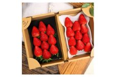 【先行予約】ふるさと納税限定 静岡いちご 食べ比べセット（すず＆おいCベリー／500g以上）冷蔵 苺 フルーツ◇