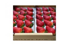 【先行予約】厳選大粒静岡いちご2パック 総重量約900ｇ（「すず・おいCベリー・紅ほっぺ」のいずれか2パック）冷蔵 苺 フルーツ◇【配送不可：北海道・沖縄県・離島】