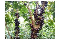 「西川農園」珍しいフルーツの摘み取り体験と農園カフェでくつろぎランチ